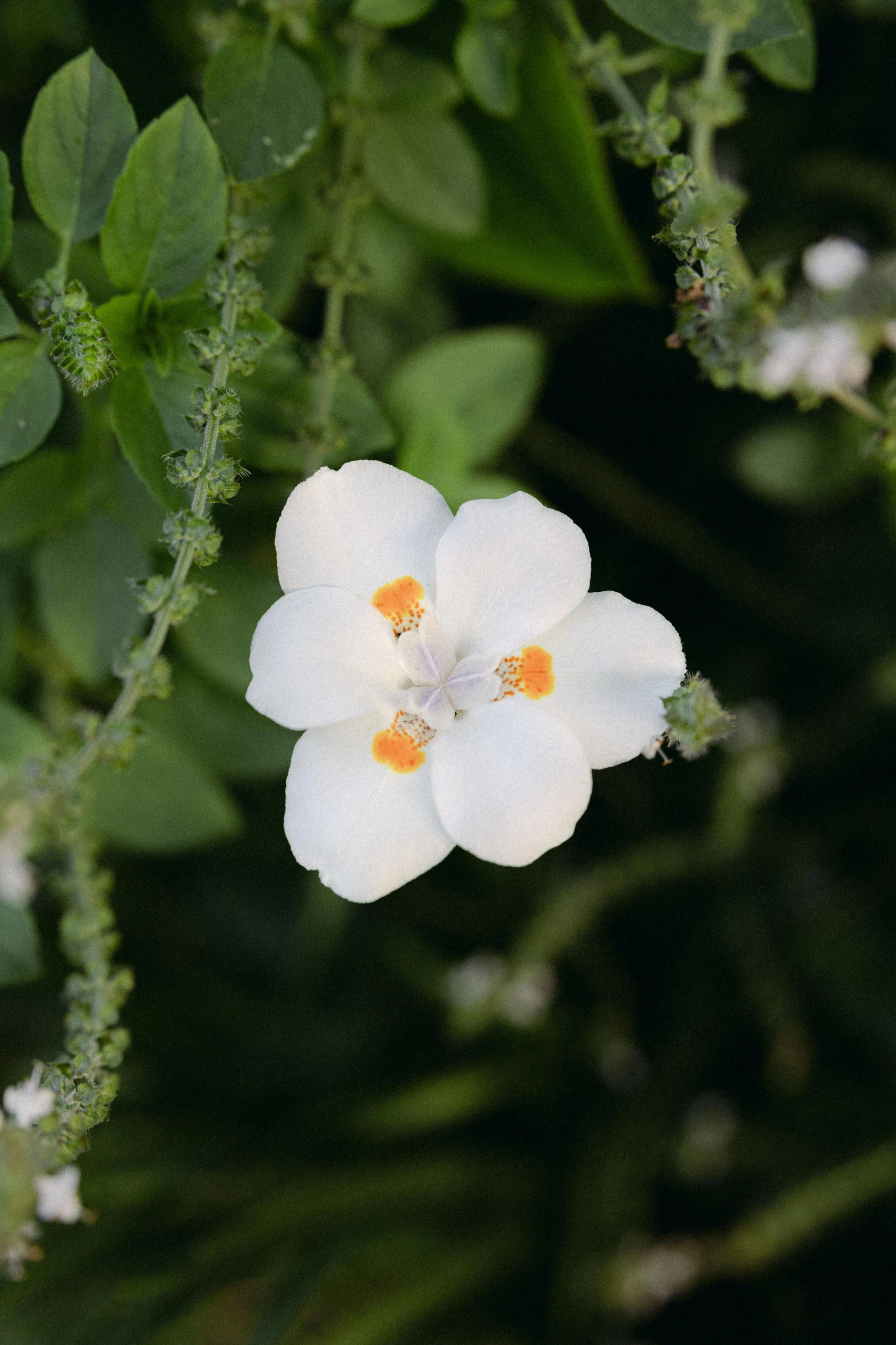 Flor branca de centro alaranjado em close